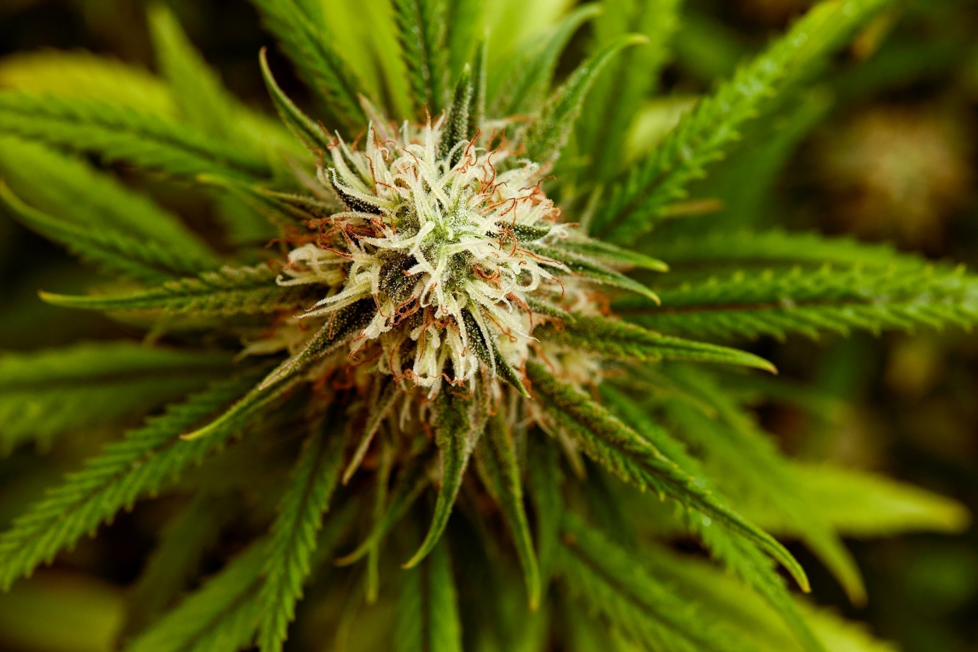 Close-up of a cannabis sativa flower with visible trichomes, highlighting its natural state.